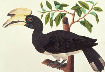 Ke-ke, from Drawings of Birds from Malacca